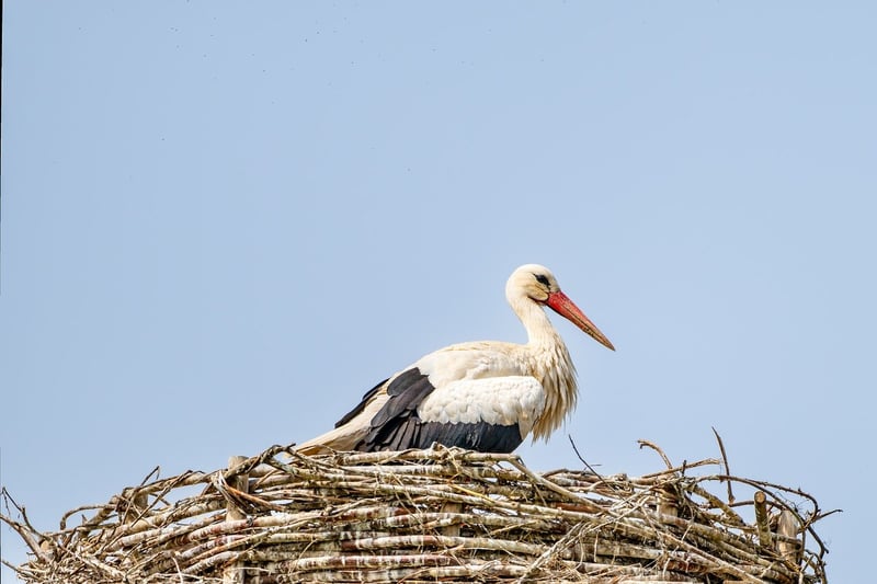 Phoenix Nest